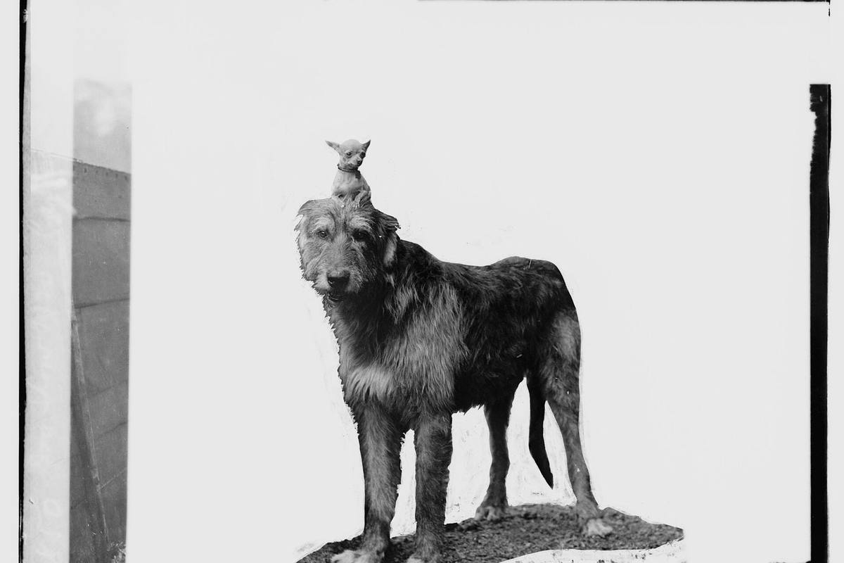 Cem anos de exposições: a memória da raça